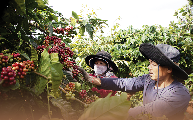 Xuất khẩu cà phê Việt Nam thiết lập kỷ lục mới về kim ngạch xuất khẩu